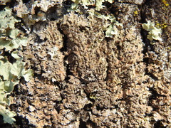 Xanthoparmelia loxodes