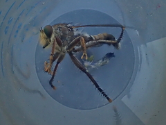 Promachus dimidiatus