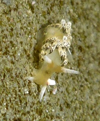 Diaphoreolis flavovulta