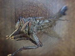 Promachus dimidiatus