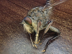 Promachus dimidiatus