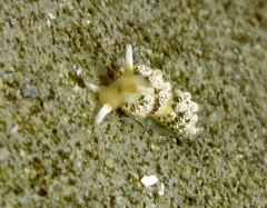 Diaphoreolis flavovulta