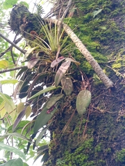 Acianthera pubescens