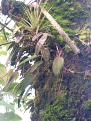 Acianthera pubescens