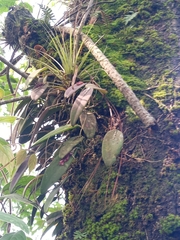 Acianthera pubescens