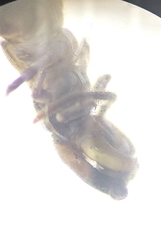 Lithobius muticus