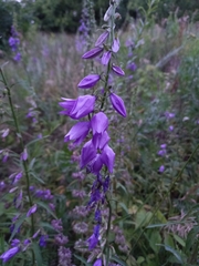 Campanula rapunculoides
