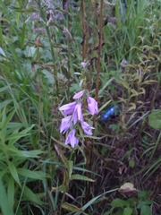 Campanula rapunculoides