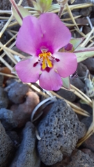 Diplacus deschutesensis