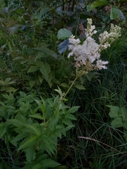 Filipendula ulmaria
