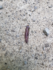 Cerura