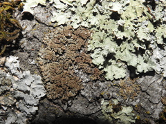 Xanthoparmelia loxodes