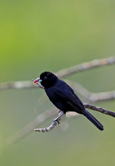 Tachyphonus phoenicius