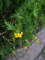 Tanacetum vulgare