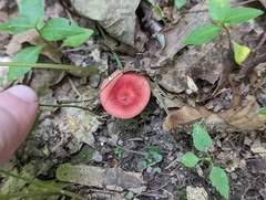 Russula pusilla