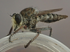 Promachus dimidiatus