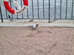 Columba livia domestica