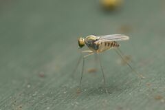 Dactylomyia lateralis