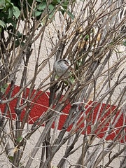 Passer domesticus