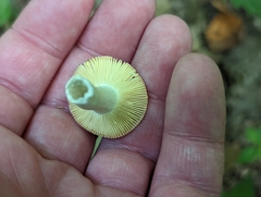 Russula pusilla