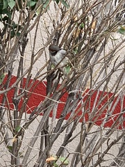 Passer domesticus