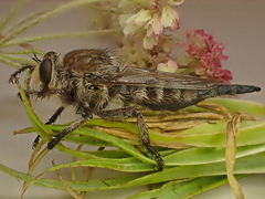 Promachus dimidiatus