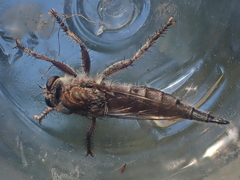 Promachus dimidiatus