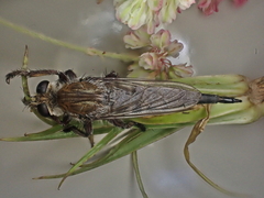 Promachus dimidiatus