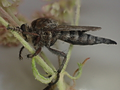 Promachus dimidiatus