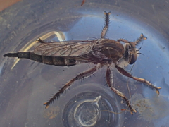 Promachus dimidiatus