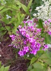 Eremnophila aureonotata