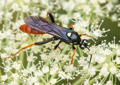 Amblyjoppa fuscipennis