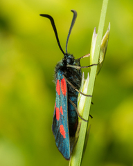 Zygaena viciae