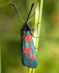 Zygaena viciae