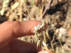 Polygonum bolanderi