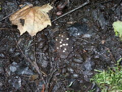 Hymenoscyphus imberbis