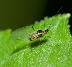 Hyperomyzus pallidus