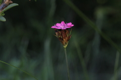 Dianthus pontederae
