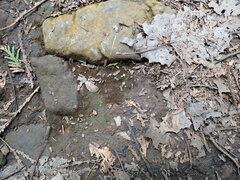 Pseudoboubovia benkertii