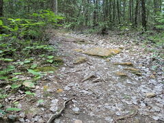 Pseudoboubovia benkertii