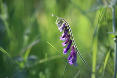 Vicia villosa