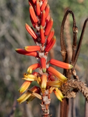 Aloe cryptopoda