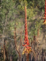 Aloe cryptopoda
