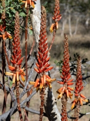 Aloe lutescens