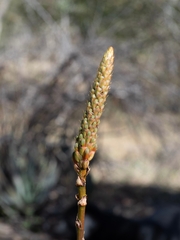 Aloe lutescens