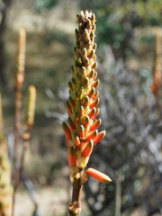 Aloe lutescens