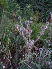 Echinops sphaerocephalus