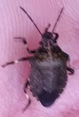 Rhacognathus punctatus