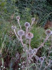 Echinops sphaerocephalus