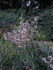 Echinops sphaerocephalus